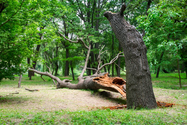 Best Stump Grinding and Removal  in Montgomery, OH