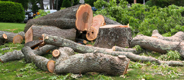 Best Lawn Dethatching  in Montgomery, OH