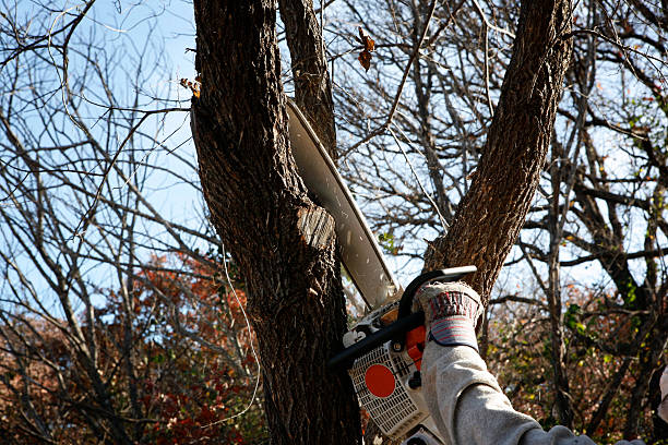 Best Aeration Services  in Montgomery, OH