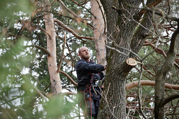 Best Tree Health Inspection  in Montgomery, OH